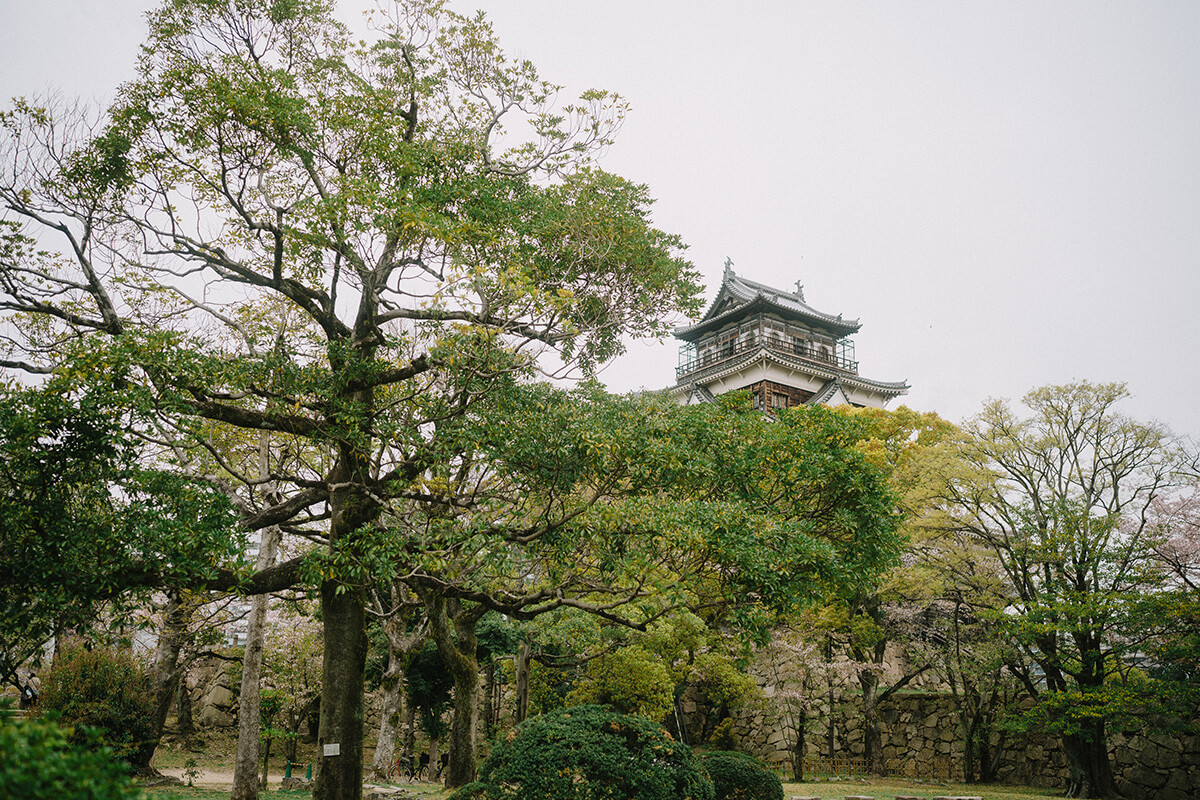 Hiroshima - 撫子