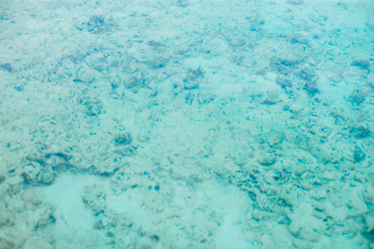 Okinawa Miyakojima - 撫子