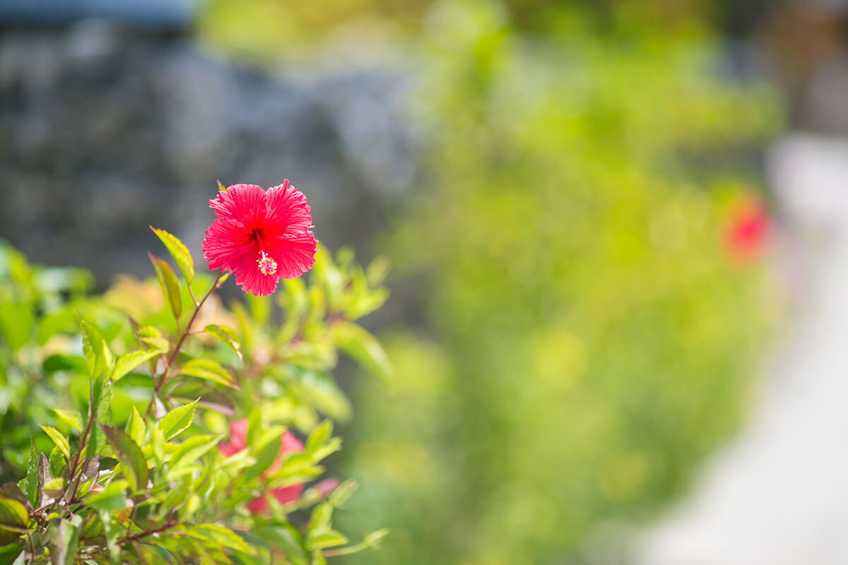 Okinawa Taketomi Island - bibi