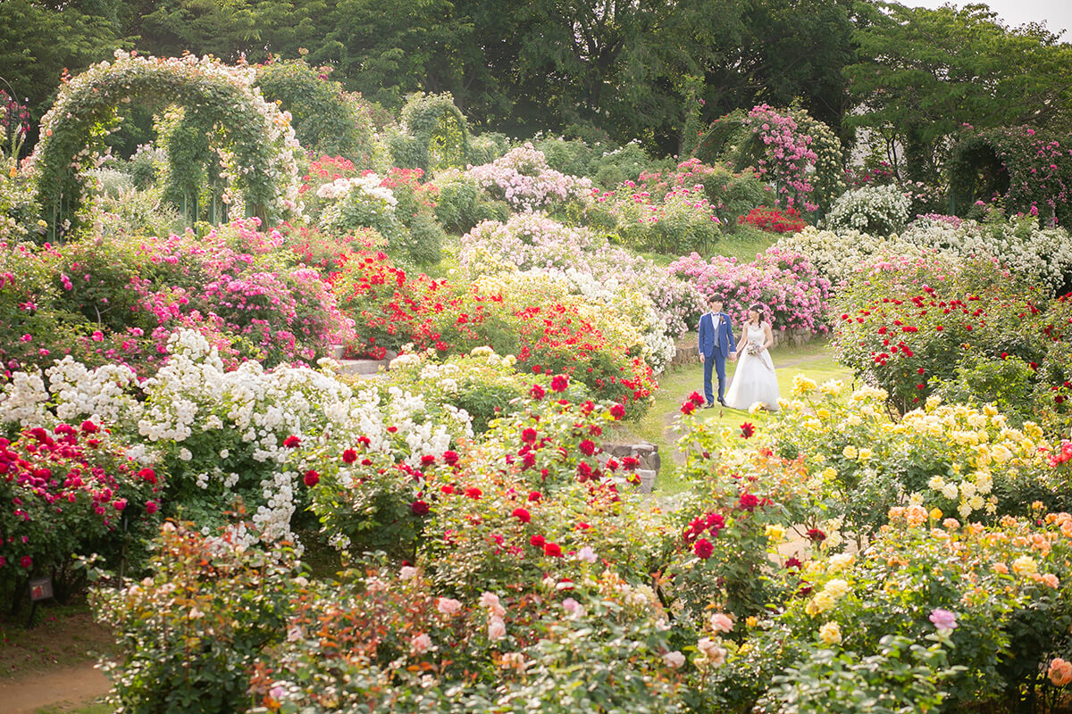 Rose garden/[Chiba/Japan]