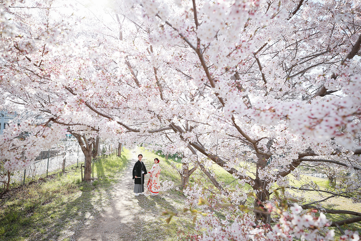 Row of Cherry Trees