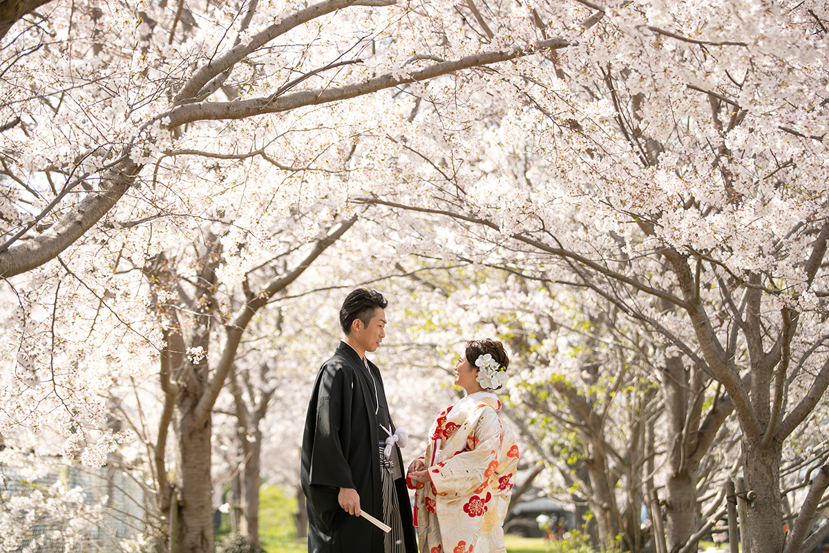 Row of Cherry Trees