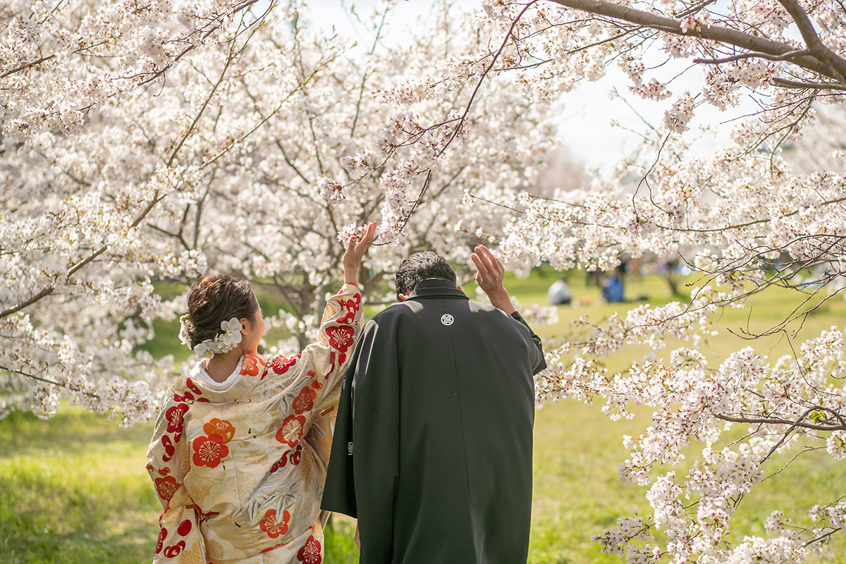 Row of Cherry Trees/[KOBE/JAPAN]