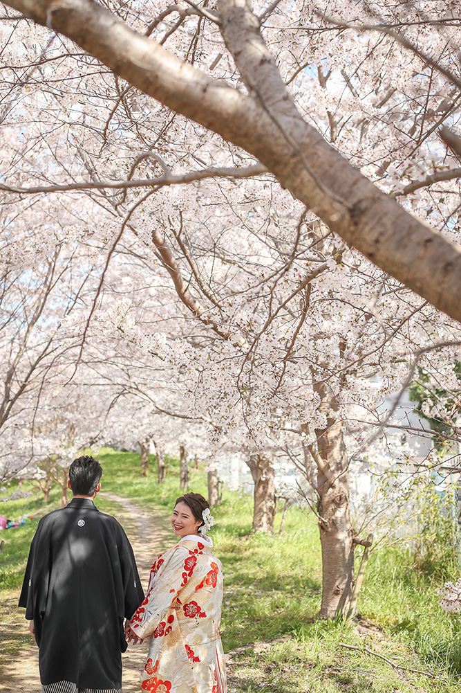 Row of Cherry Trees/[KOBE/JAPAN]