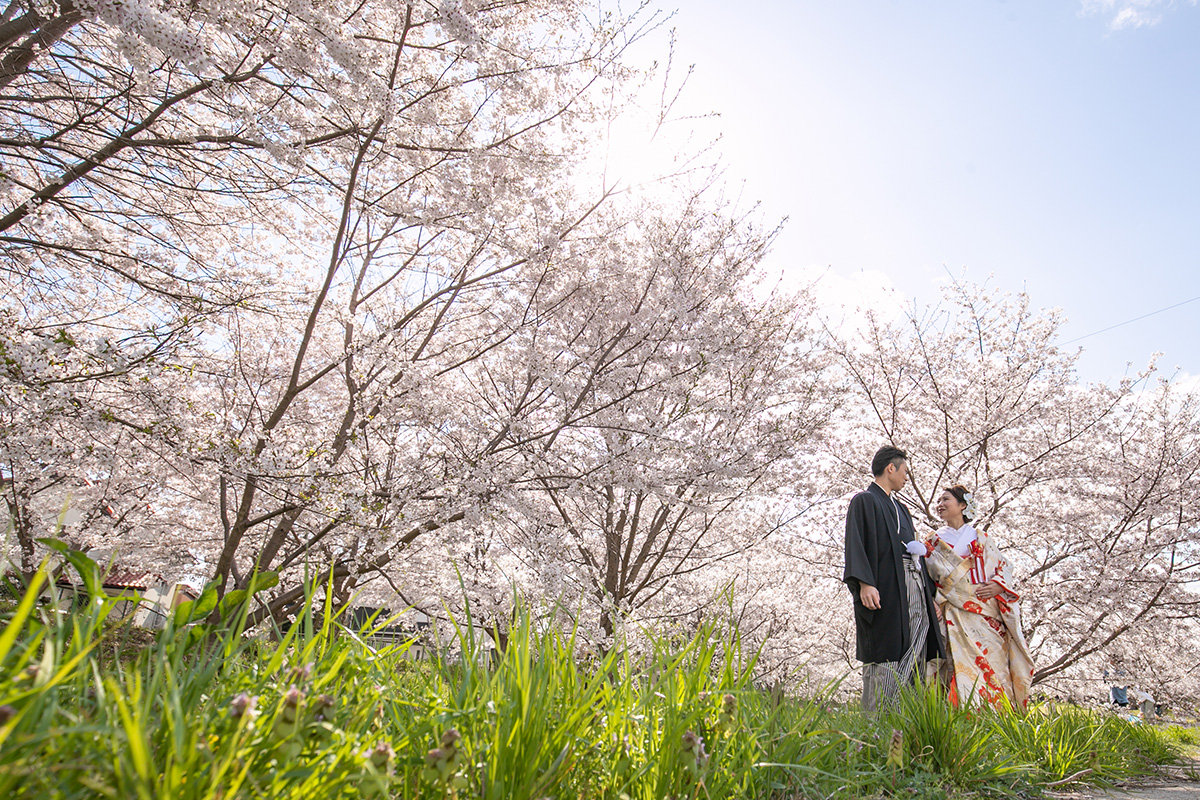 Row of Cherry Trees