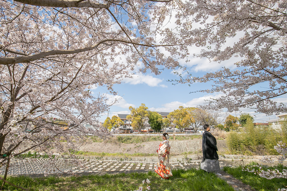 Row of Cherry Trees