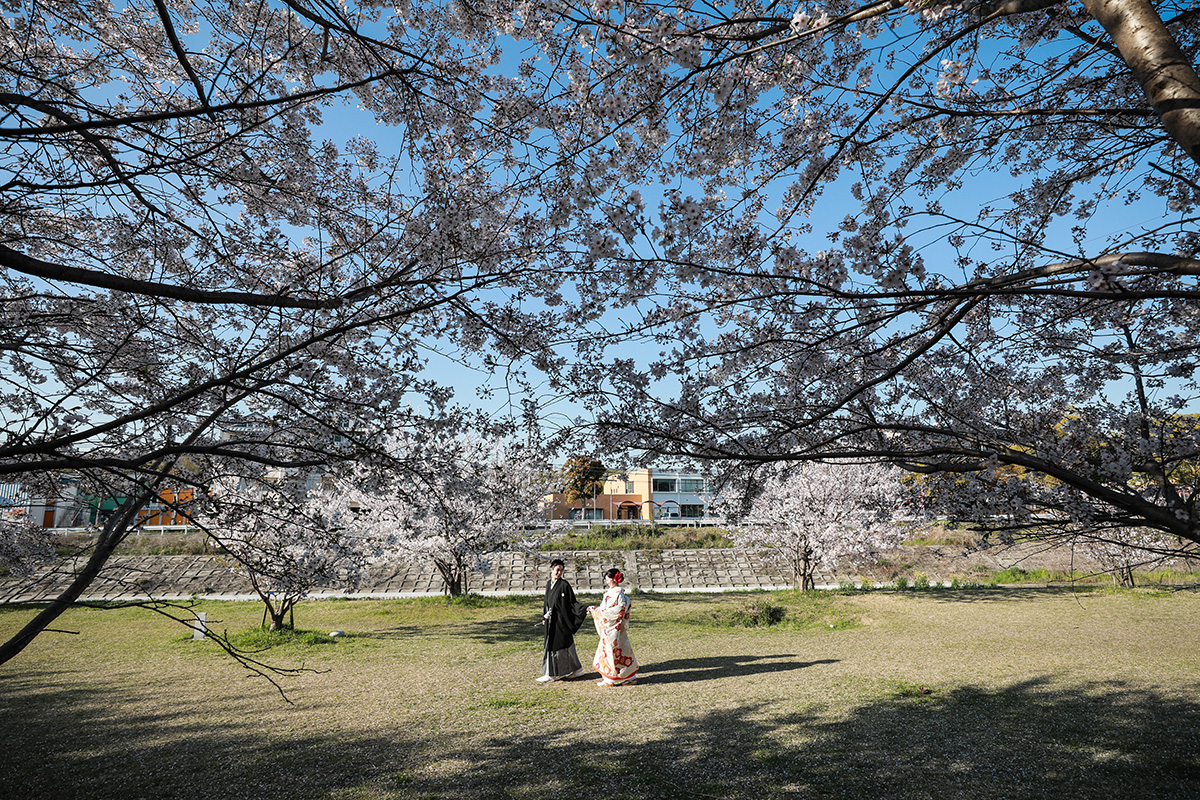 Row of Cherry Trees/[KOBE/JAPAN]