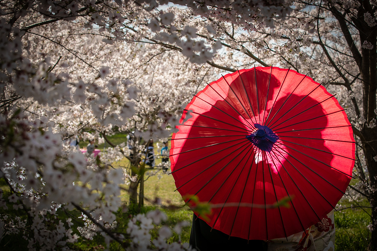 Row of Cherry Trees/[KOBE/JAPAN]