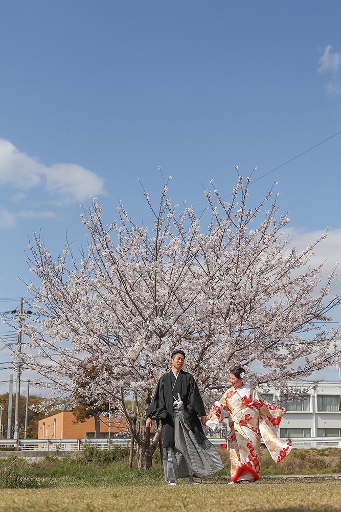 Row of Cherry Trees/[KOBE/JAPAN]