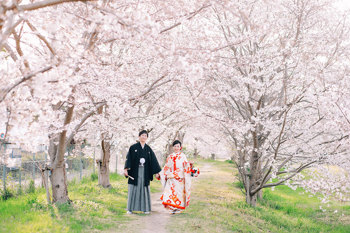 Row of Cherry Trees