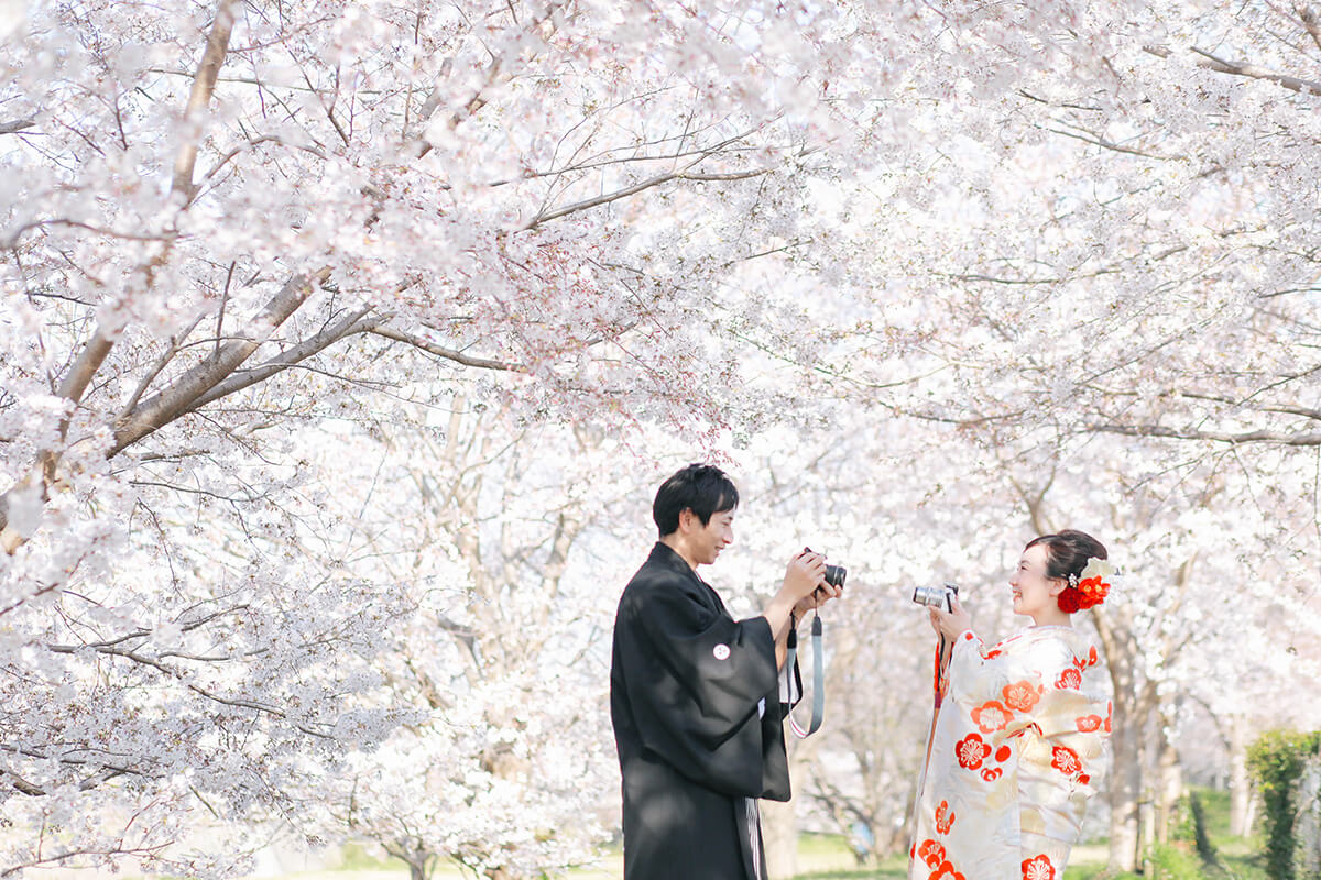 Row of Cherry Trees/[KOBE/JAPAN]