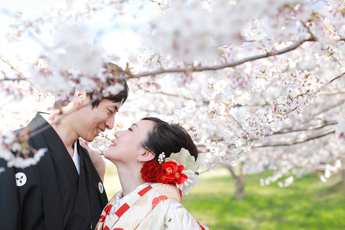 Row of Cherry Trees