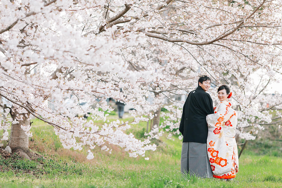 Row of Cherry Trees/[KOBE/JAPAN]