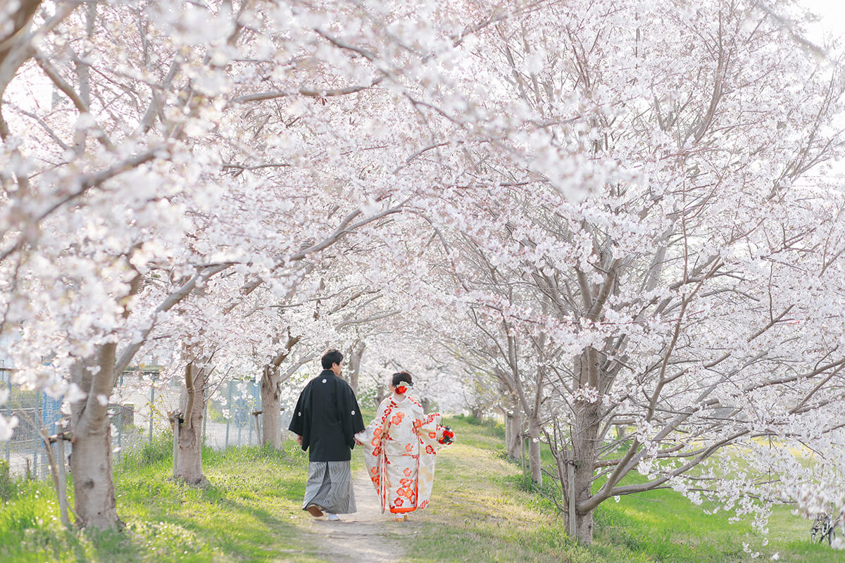 Row of Cherry Trees/[KOBE/JAPAN]