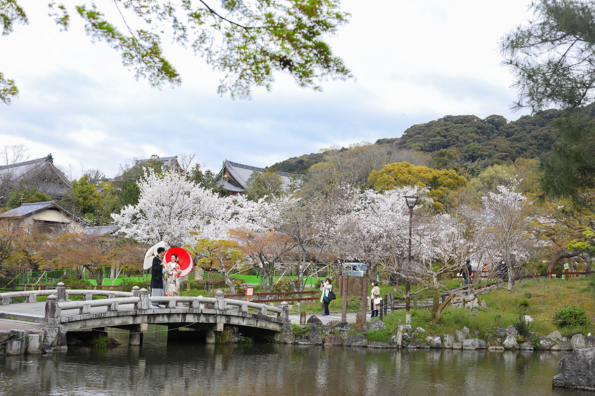 Maruyama Park Kyoto