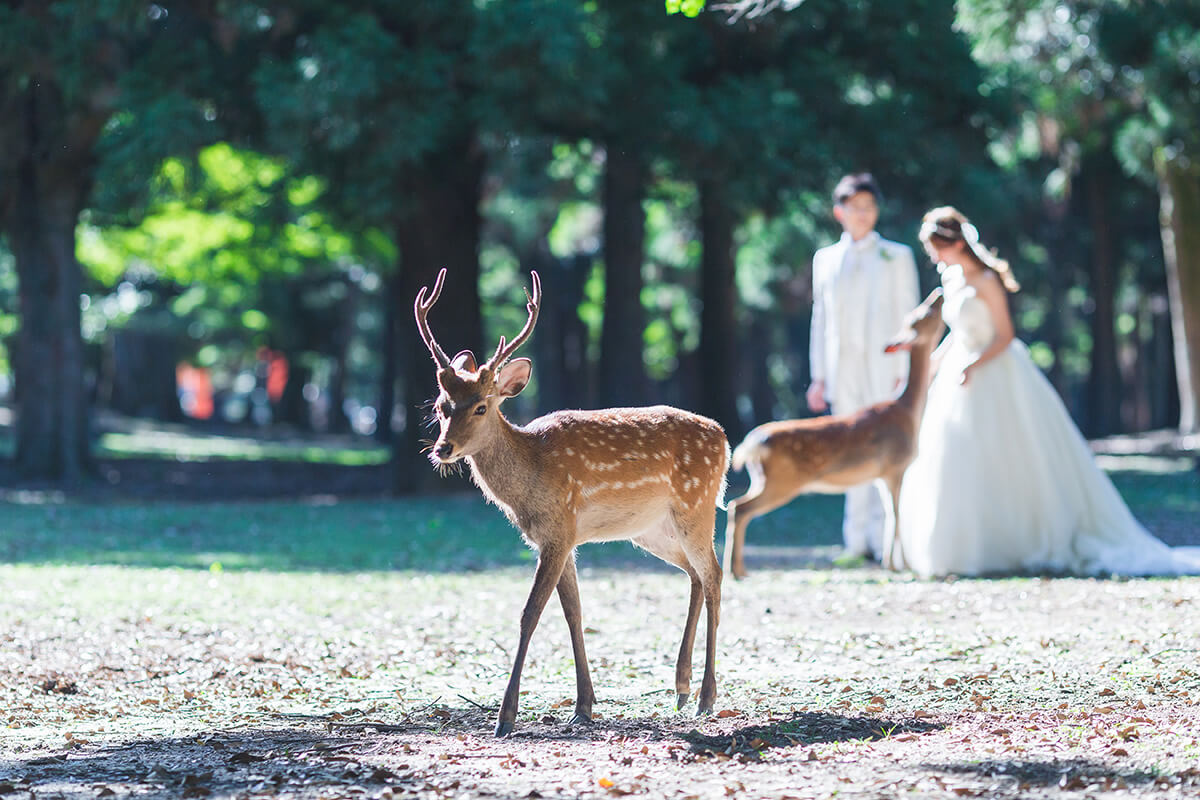 Nara Park Nara