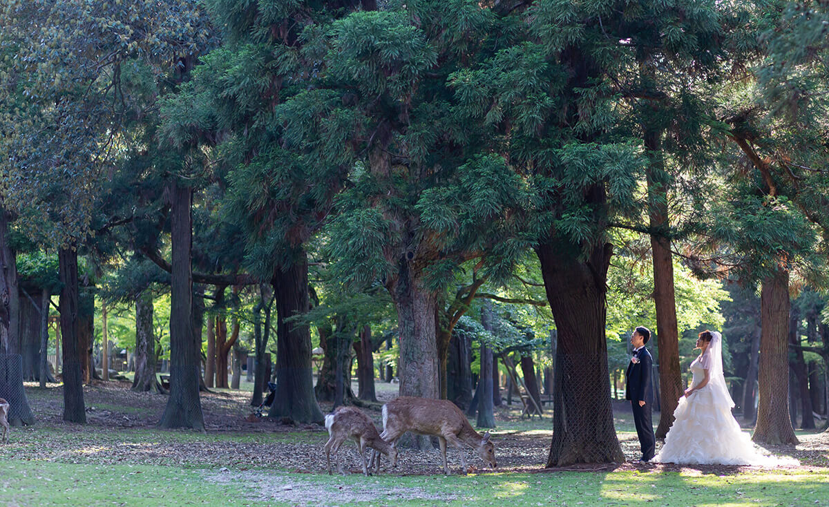 Nara Park Nara