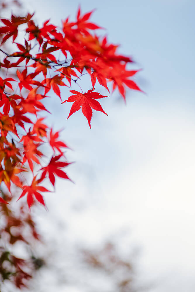 Kiyosumi Teien Tokyo